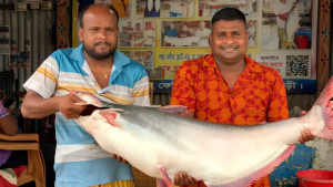 পদ্মার এক পাঙ্গাশ বিক্রি হলো ৩৩ হাজার টাকায়