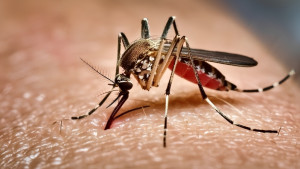 ডেঙ্গুতে আরও ৩ জনের মৃত্যু