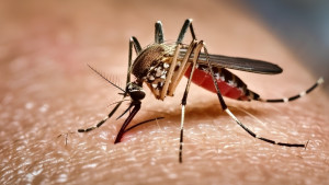 ডেঙ্গুতে আরও ৩ জনের মৃত্যু