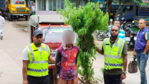 বেগুন খেতে গাঁজার চাষ!
