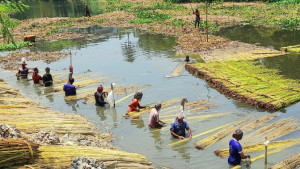 আটঘরিয়ায় পাটের বাম্পার ফলন, কাঙ্ক্ষিত দাম নিয়ে শঙ্কা