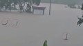 শত শত সাপ পালিয়ে গেল বন্যায়