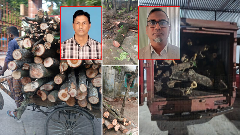 সাংবাদিক প্রবেশে বাধা দিয়ে গাছ কাটার মহাযজ্ঞ!