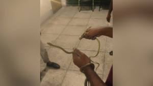 ডিআইজির কক্ষে কালনাগিনী!