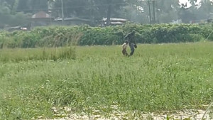বারবার ব্যর্থ হয়ে অবশেষে সেই বৃদ্ধকে সরিয়ে নিলো বিএসএফ