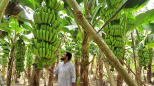 প্রবাস জীবন ছেড়ে কলা চাষে আব্দুস সামাদের বাজিমাত