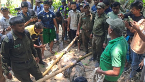 খানজাহান আলী মাজারের দিঘি থেকে সরানো হলো সেই কুমিরটি