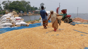 ধানের পর এবার কপাল পুড়ল ভুট্টা চাষিদের