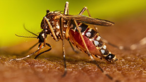 ঢাকা দক্ষিণ সিটির ২৭ ওয়ার্ড অধিক ঝুঁকিপূর্ণ