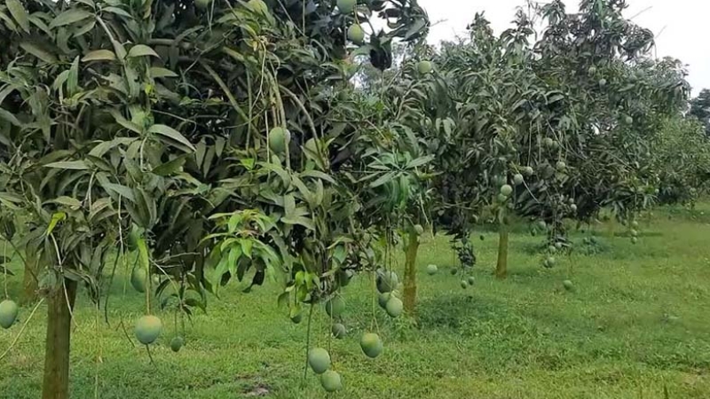 আম কুড়াতে গিয়ে বজ্রপাতে একসঙ্গে প্রাণ গেল ৩ জনের