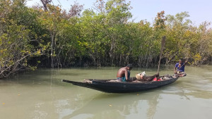 নিষেধাজ্ঞা শেষে সুন্দরবনে কাঁকড়া ধরা শুরু