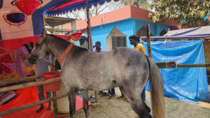 ‘যুবরাজ’ দাপটে কাপছে ঘোড়ার মেলা