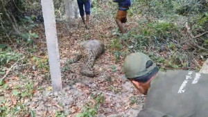 অজগরের পেটে আস্ত ছাগল