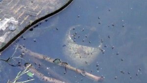 মশার উপদ্রবে দিশেহারা সিলেটবাসী