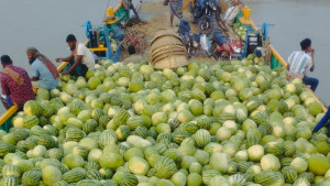 চরাঞ্চলে তরমুজে ৫০০ কোটি টাকা বাণিজ্যের সম্ভাবনা