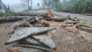 ২ হাজার গাছ কাটার প্রকল্প স্থগিত