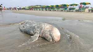 সৈকতে ভেসে এলো মৃত ডলফিন