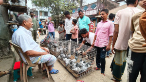 শতবর্ষী হাটে সপ্তাহে ৪০ লাখ টাকার কবুতর বিক্রি