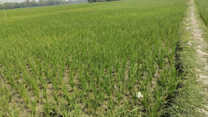 ডিজেল সংকটে উত্তরাঞ্চলে সেচ বন্ধ, হুমকিতে বোরো উৎপাদন