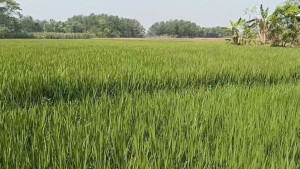 সেচ সংকটে পুড়ছে খেত, ডিজেল না পেয়ে দিশাহারা কৃষক