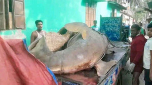 ২৫ মণের করাতি মাছ আড়াই লাখে বিক্রি