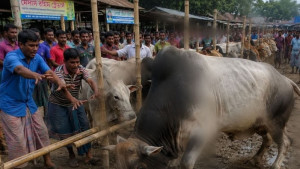 ষাঁড়ের গুঁতোয় প্রাণ গেল বৃদ্ধার