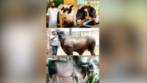 দিনাজপুরে আলোচনার শীর্ষে ‘সম্রাট’-‘রংবাজ’ ও ‘বাদশা’