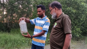 বসতবাড়ি থেকে হেলে সাপ উদ্ধার, সুন্দরবনে অবমুক্ত