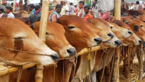 চট্টগ্রামে কোরবানির পশু সংকট, ঘাটতি ৩৫ হাজারের বেশি