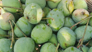 বিদেশে যাচ্ছে সাতক্ষীরার ১০০ মেট্রিক টন আম