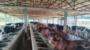 কোরবানির পশু পর্যাপ্ত, ভারতীয় গরুর শঙ্কায় উদ্বিগ্ন সিলেটের খামারিরা