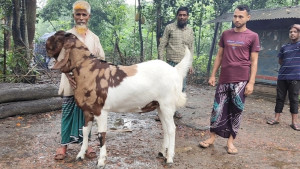 বিছানা ছাড়া ঘুমায় না ‘নবাব সিরাজউদ্দৌলা’