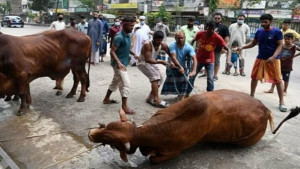ঈদের দ্বিতীয় দিনেও চলছে পশু কোরবানি