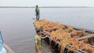 বরাম হাওরে নৌকাযোগে ধান লুটের অভিযোগ