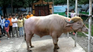কোরবানির পশুর হাটে এবারের চমক ‘ডোনাল্ড ট্রাম্প’