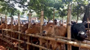 রেকর্ড উৎপাদনের পরও পুঁজি হারানোর শঙ্কায় সাতক্ষীরার পশুখামারিরা