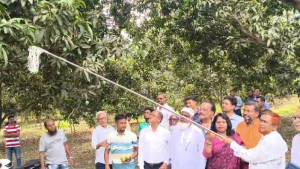 চুয়াডাঙ্গায় আম সংগ্রহ শুরু