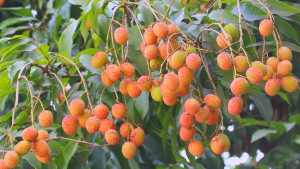 লিচুর বাম্পার ফলন, ভাল বাণিজ্যের আশা চাষিদের