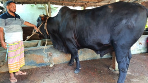 আলোড়ন তুলেছে ৪০ মণের ‘বাহারাম বাদশা’, দাম ২৫ লাখ