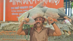 পদ্মায় জেলের জালে ৩৫ কেজির বাঘাইড়