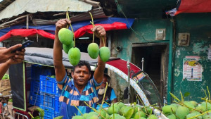 জিরো টলারেন্স নীতিতে আম সংগ্রহ শুরু