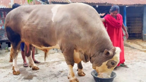 যশোরে আলোচনার শীর্ষে ‘নেইমার’ ও ‘ঠাণ্ডা ভোলা’