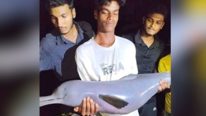 বড়শীতে ধরা পড়ল ডলফিন