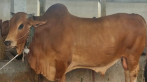 হবিগঞ্জে আলোচনার শীর্ষে ‘পুষ্পা’
