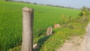 দিনে ডাল কাটা, রাতে গাছ উধাও