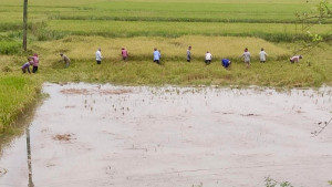 আগাম বন্যায় ফসল বাঁচাতে কৃষকের আপ্রাণ লড়াই