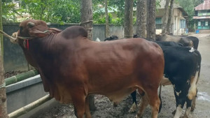 কুরবানির হাট কাঁপাবে ‘লাল মিয়া’