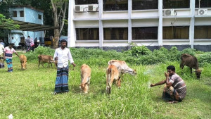 জেলেদের জন্য বকনা বাছুর বিতরণে অনিয়মের অভিযোগ