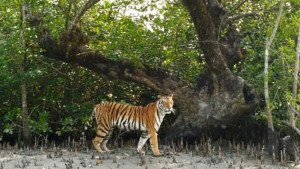 সুন্দরবনে মৌয়ালের ওপর বাঘের আক্রমণ, যেভাবে রক্ষা পেলেন