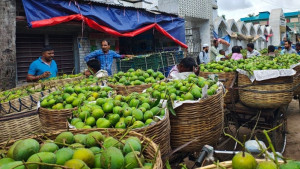 চাষিরা কষ্ট করলেও লাভের টাকা যাচ্ছে অনলাইন ব্যবসায়ীদের পকেটে